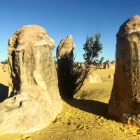 Die Pinnacles: Steinsäulen bei Perth